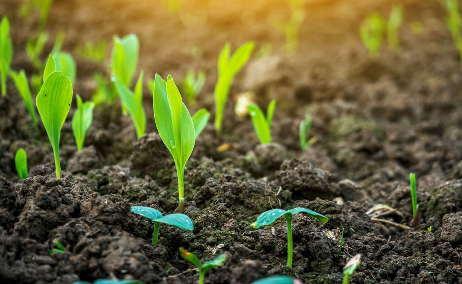 imagen fondo cultivo Trión k demetra group