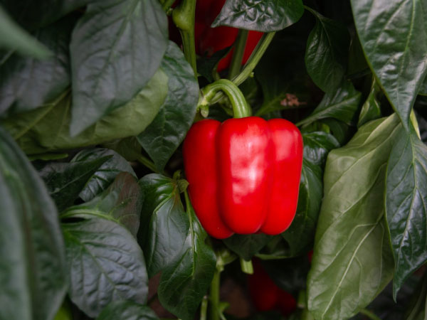 Pimiento