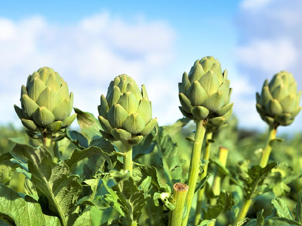 Alcachofa