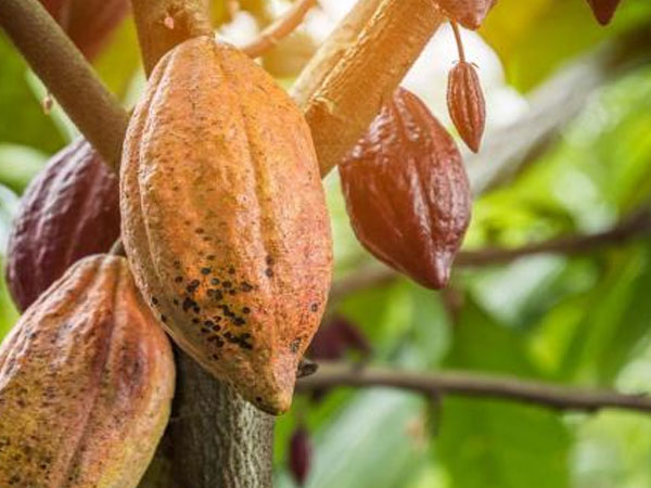 Cacao